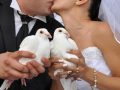 Porumbei pentru nunta constanta