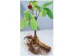 Suplimente nutritive pentru scaderea in greutate