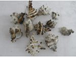 SCOICI...STELUTE DE MARE - Accesorii decoratiuni #4